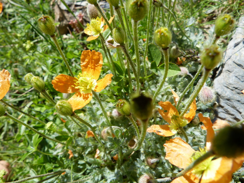 2014-07-25, eyne 6.jpg