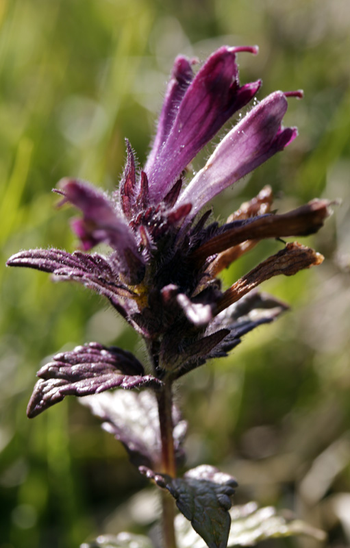 Orobanchacées - Bartsia alpina (Bartsie des A.) - Pyrénées orientales red.jpg