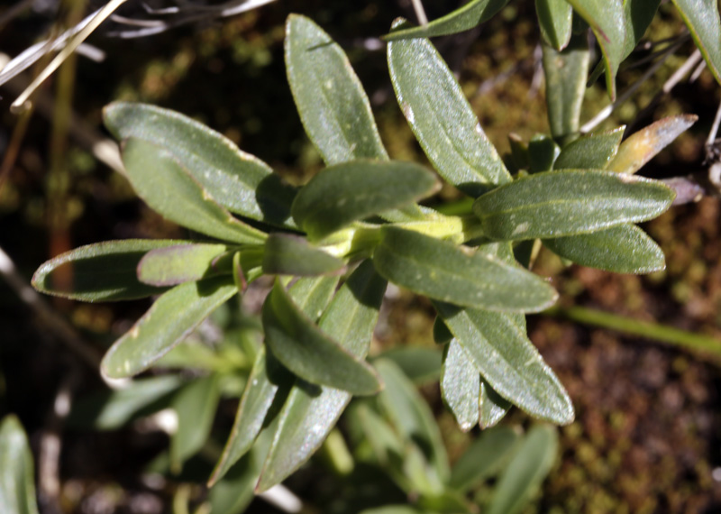Brassicacées - Iberis sempervirens (I. toujours vert) - Pyrénées orientales red 5.jpg