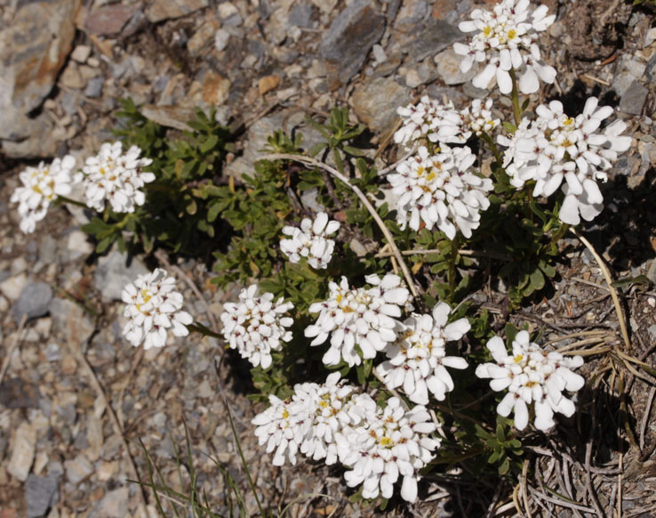 Brassicacées - Iberis sempervirens (I. toujours vert) - Pyrénées orientales Andorre 2200 m red2.jpg