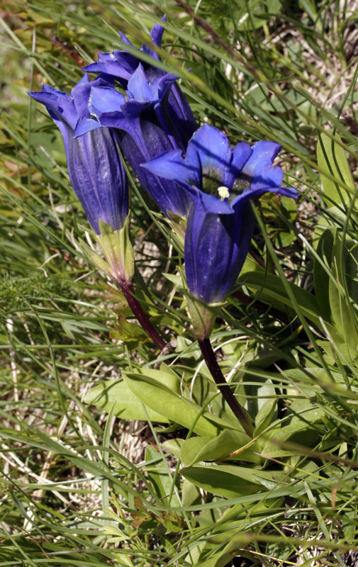 Gentianacées - Gentiana acaulis (gentiane acaule) - Pyrénées orientales Andorre 2150 m red.jpg
