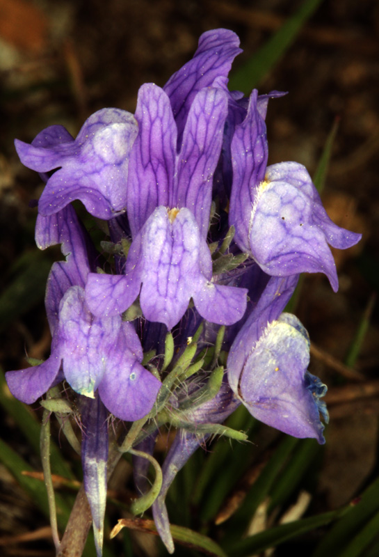 Scophularlacées - Linaria alpina (L. des Alpes) - Pyrénées orientales 2200 m red.jpg