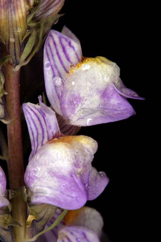 Scophularlacées - Linaria repens red.jpg