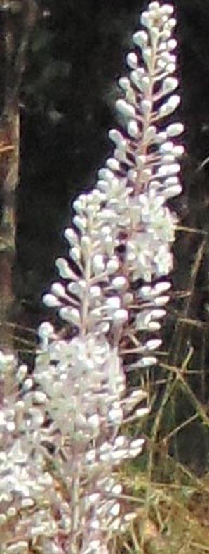 DSC00307DETAIL.jpg