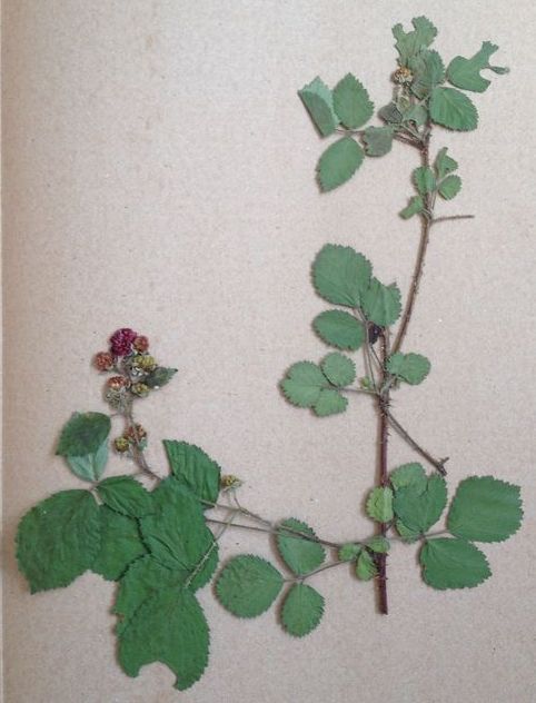 Echantillon n°206.jpg