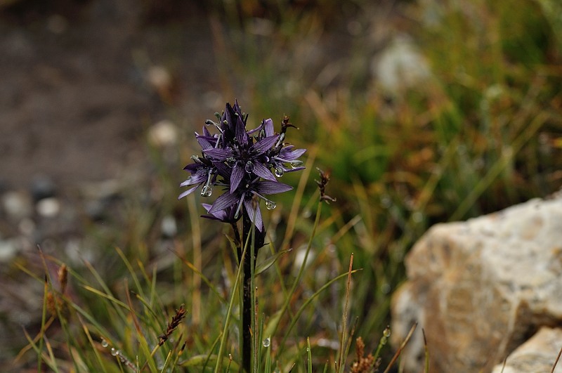 DSC_0825.JPG