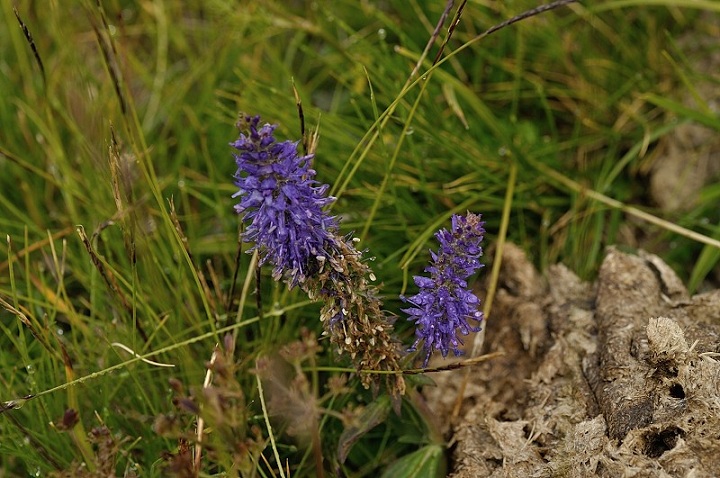 DSC_0831.JPG