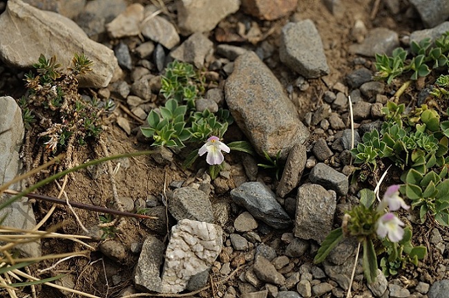 galeopsis pyrenaica ?  , j'ai des photos avec des feuilles plus larges
