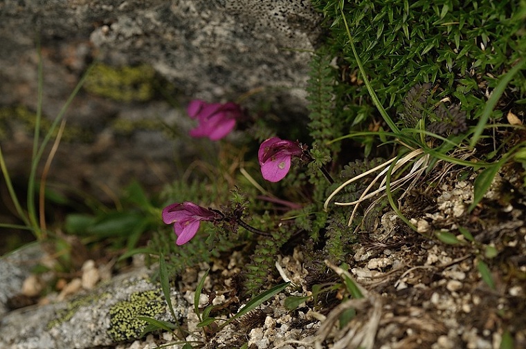 DSC_0896.jpg