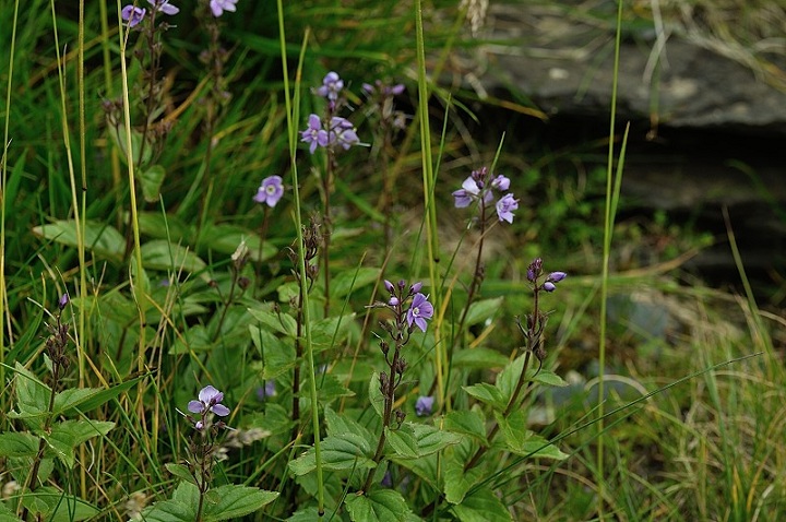 DSC_0941.JPG