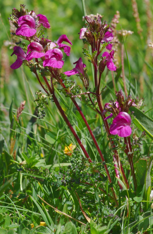 Pedicularis kerneri.JPG