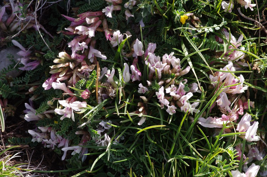 aux fleurs très pâles variant du blanc au rose très clair