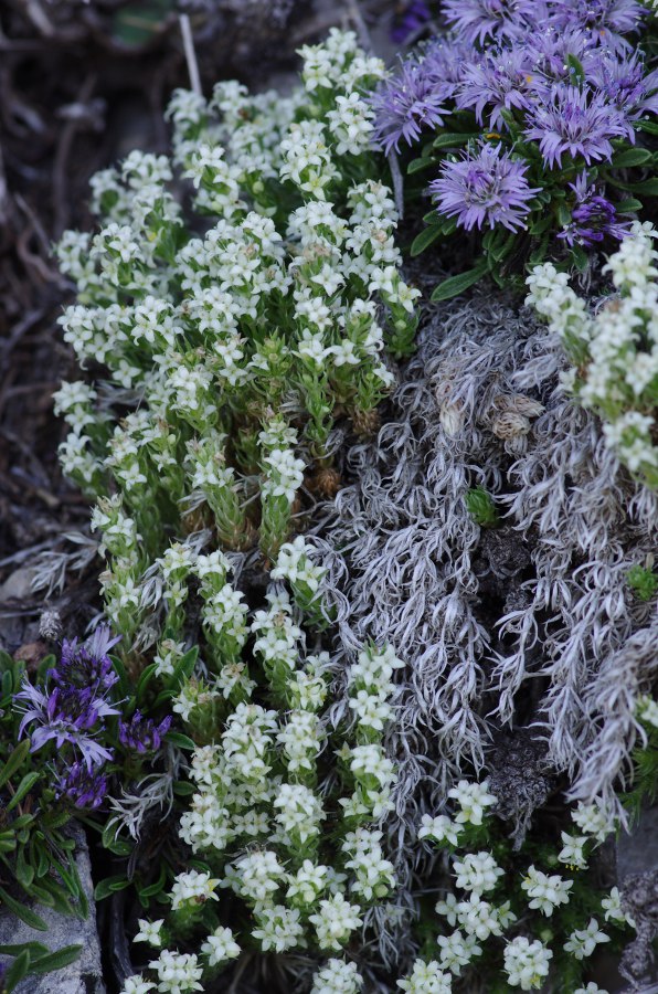 Galium pyrenaicum.JPG