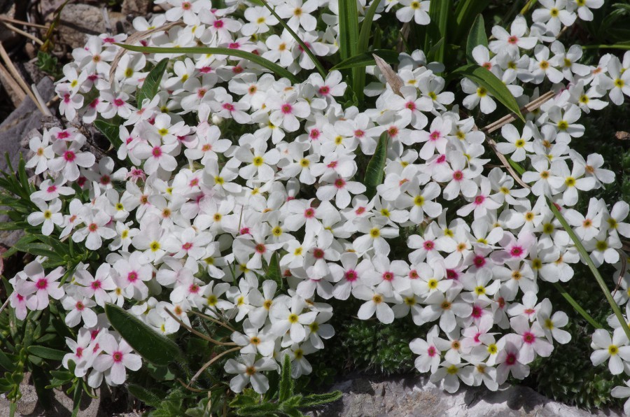 Androsace villosa.JPG