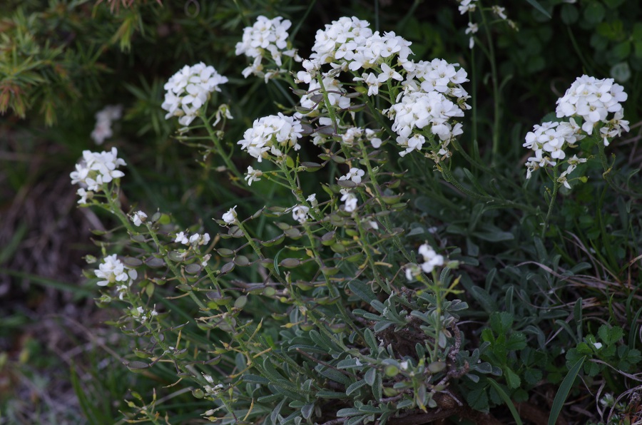 Hormatophylla lapeyrousiana.JPG