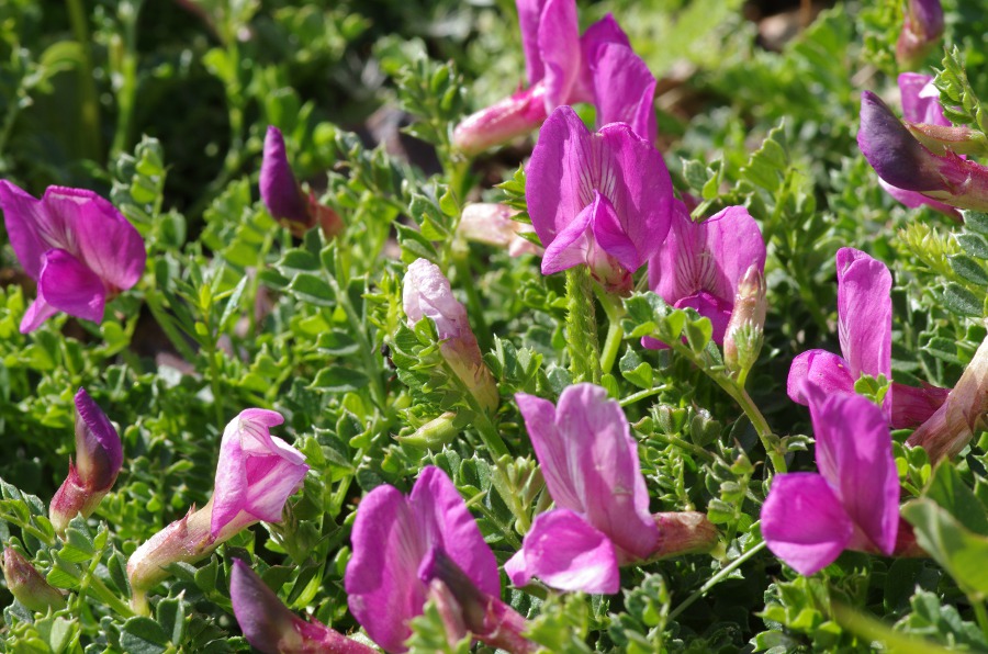 Vicia pyrenaica.JPG