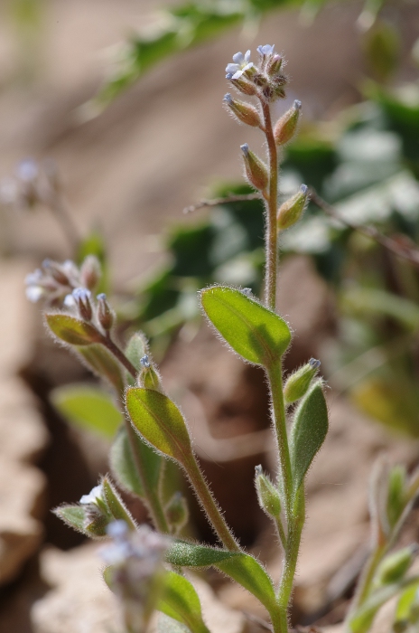 Myosotis minutiflora.JPG