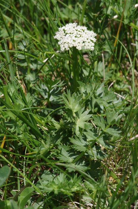 Endressia pyrenaica.JPG