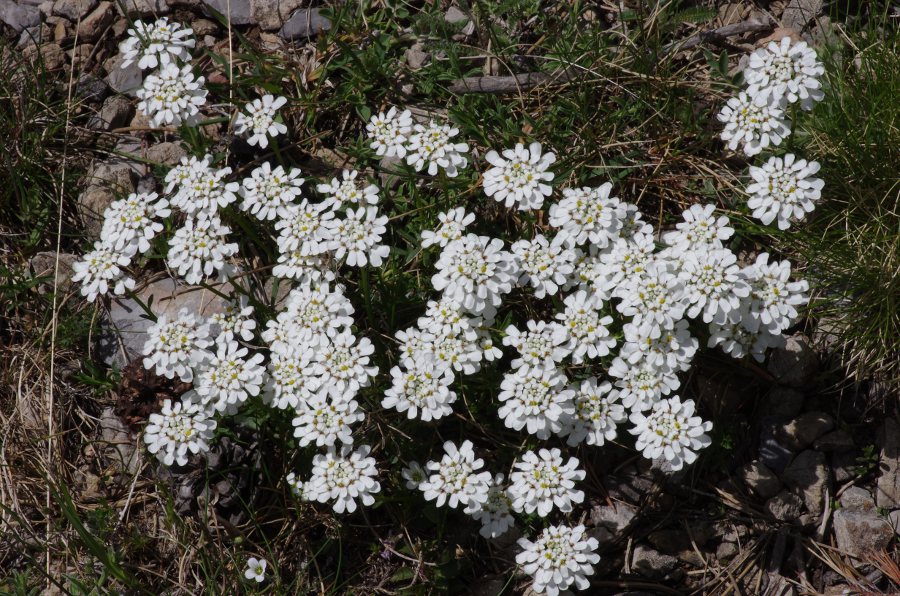 Iberis sempervirens.JPG