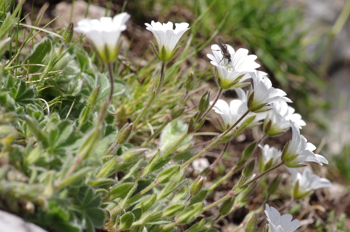 Cerastium alpinum.JPG