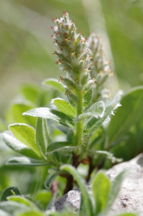 Salix pyrenaica femelle.JPG