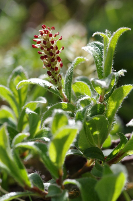 Salix pyrenaica.JPG