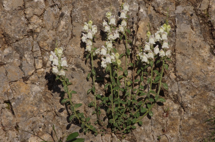 Antirrhinum molle.JPG