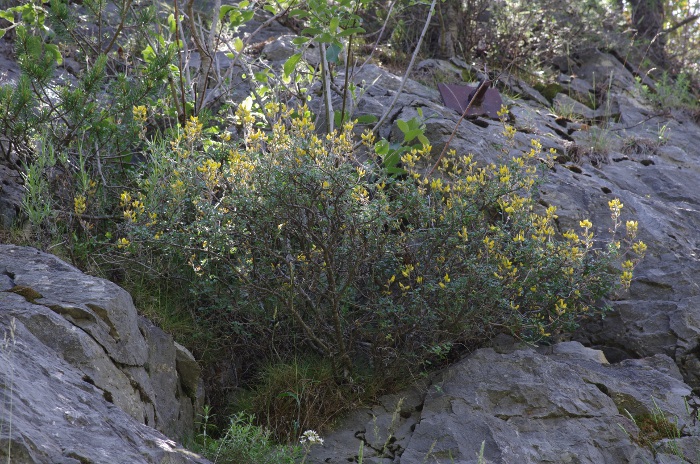 Ononis aragonensis.JPG
