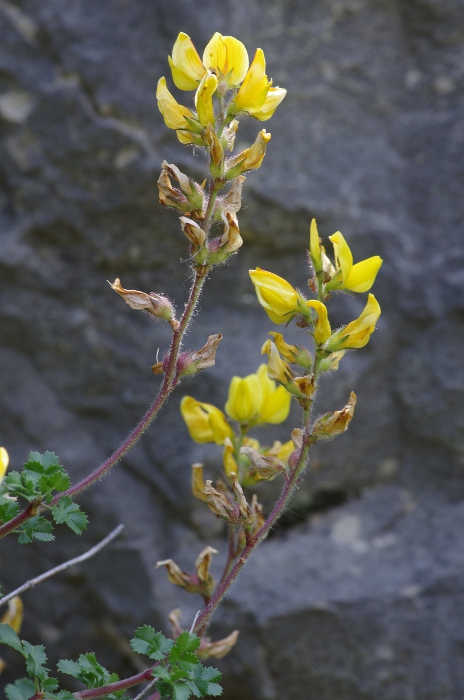 Ononis aragonensis2.JPG