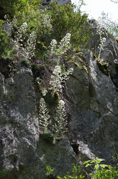 Saxifraga longifolia.JPG