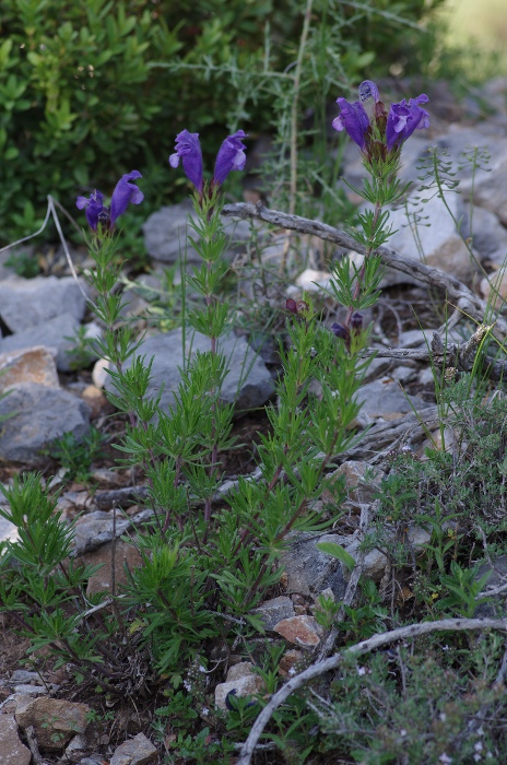 D.austriacum2.JPG
