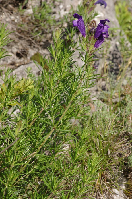 D.austriacum.JPG