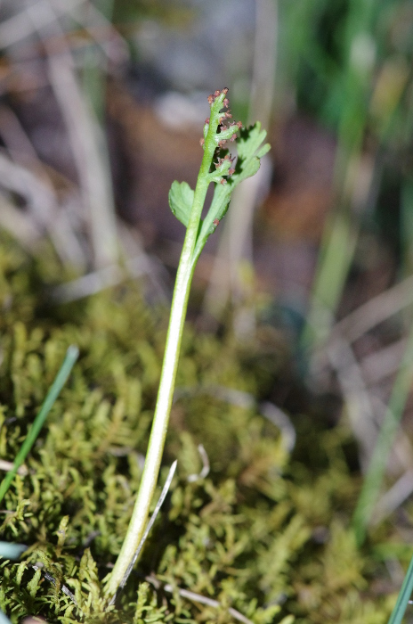 Botrychium matricariifolium