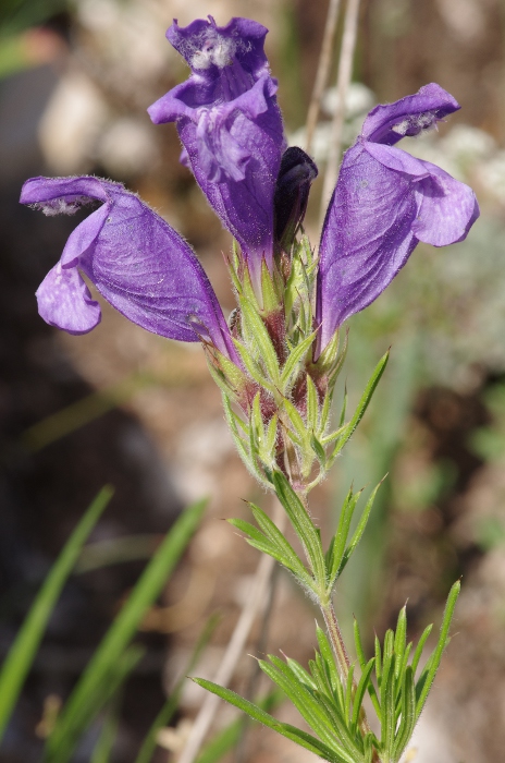 Dracocephalum austriacum.JPG