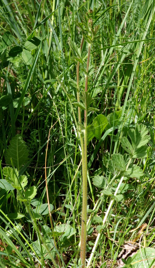 Geum hispidum