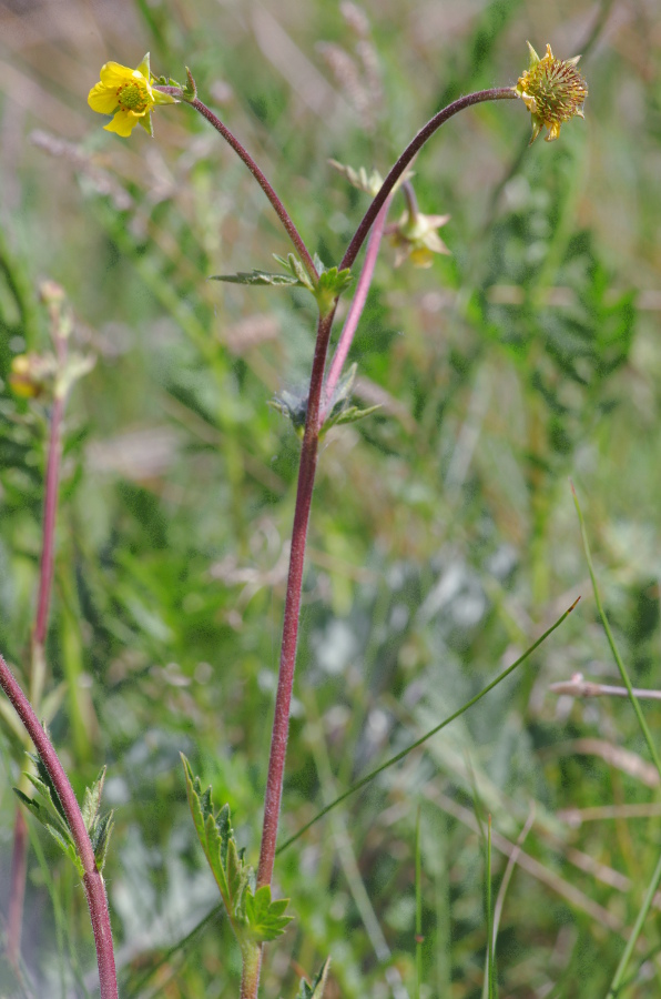 Geum hispidum