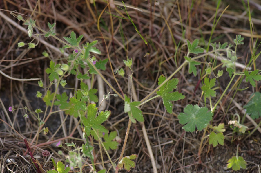 Geranium divaricatum