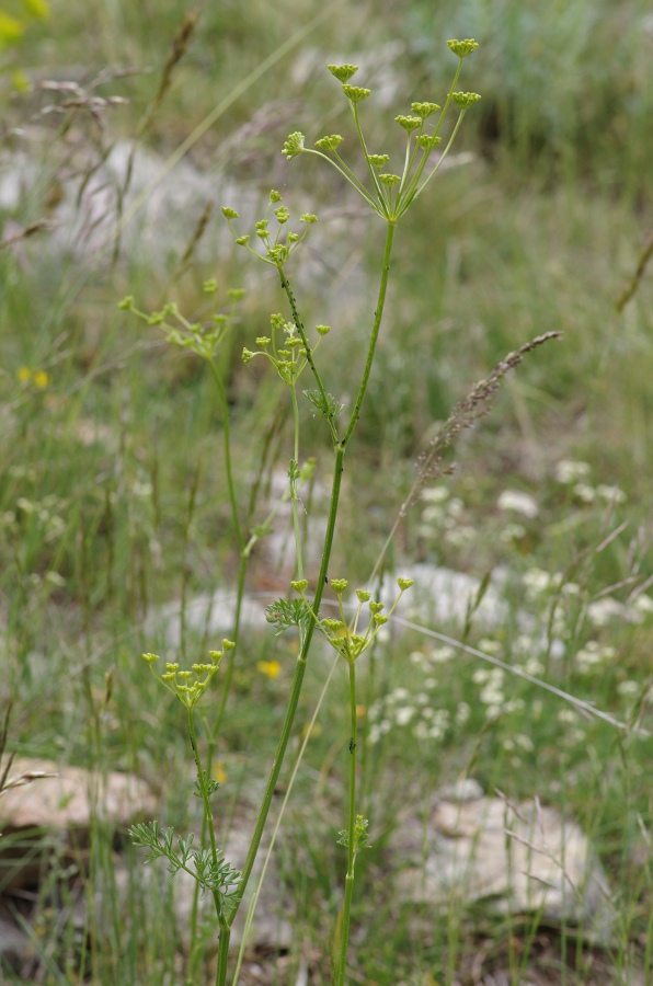 Gasparrinia peucedanoides
