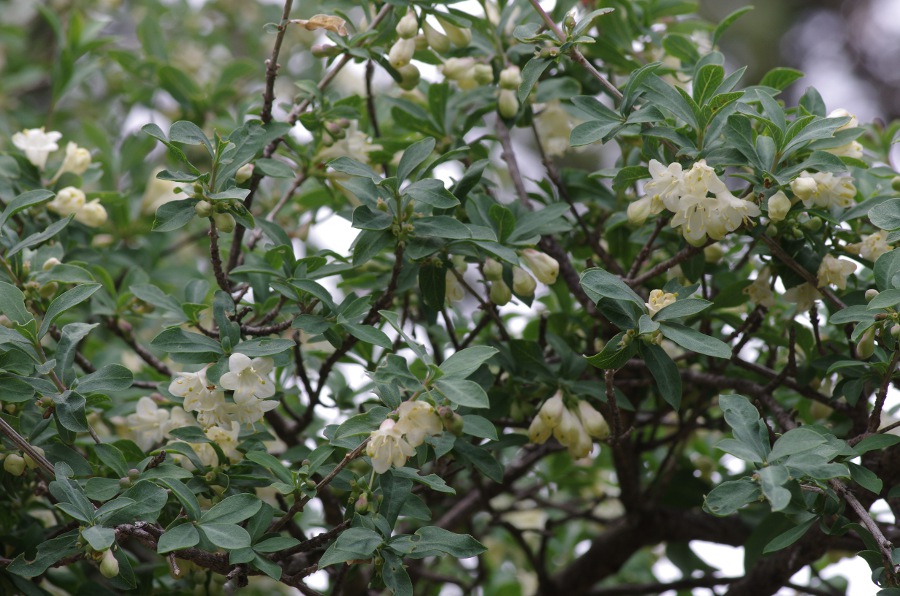 Lonicera pyrenaica