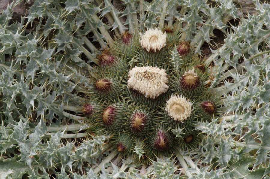 Onopordum acaulon