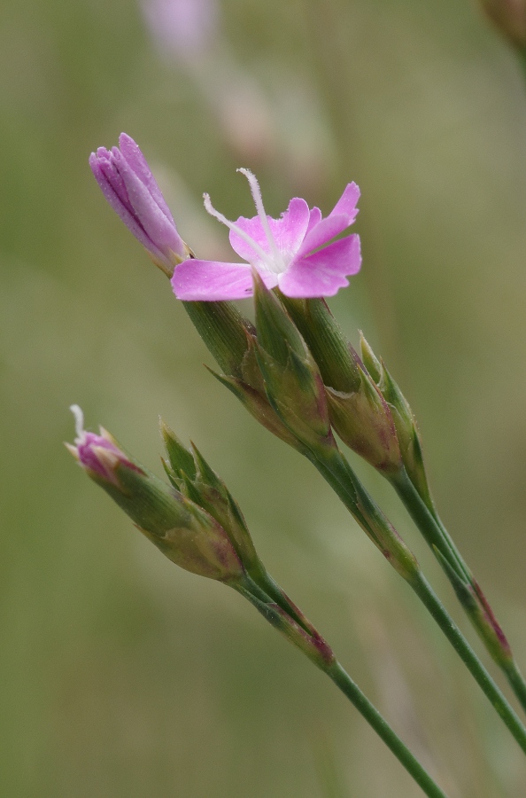D.pungens