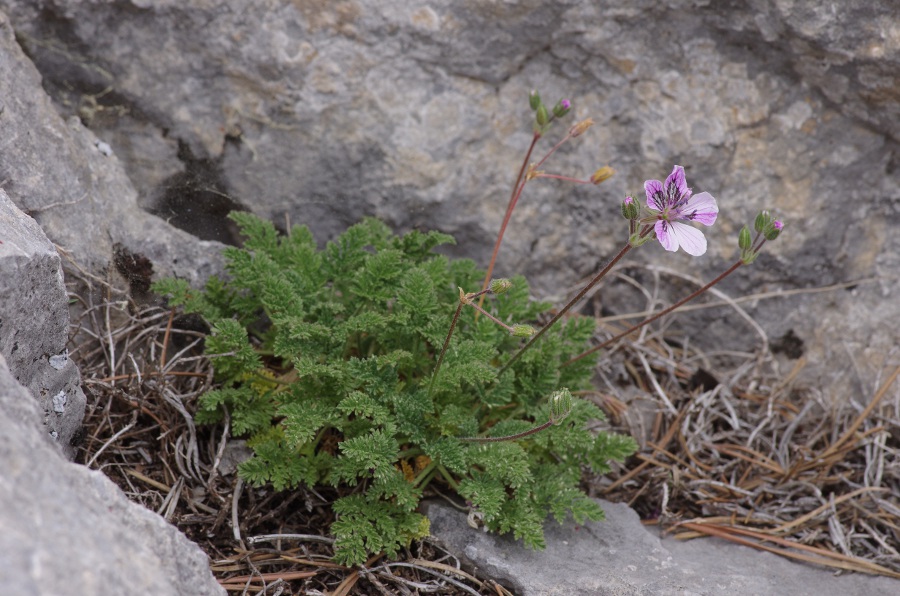 Erodium glandulosum