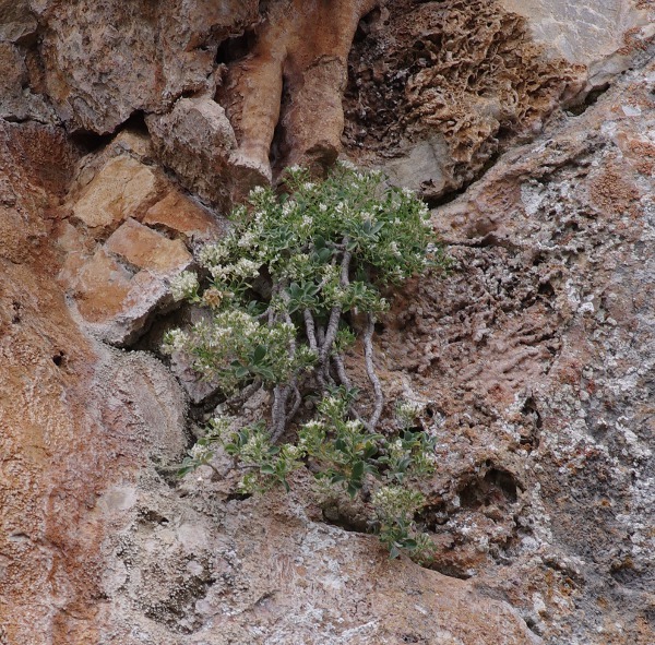 Hormatophylla pyrenaica