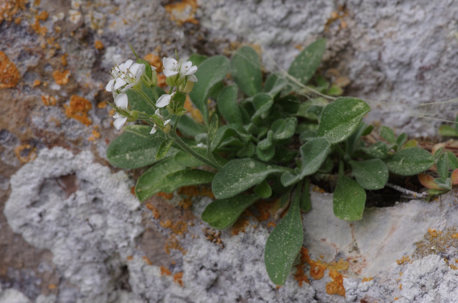 Hormatophylla pyrenaica
