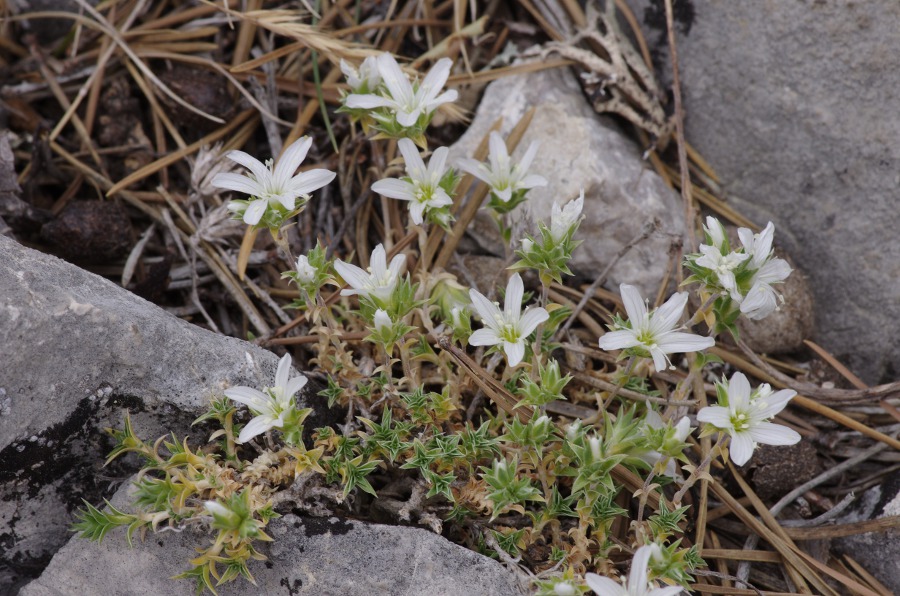 Arenaria aggregata