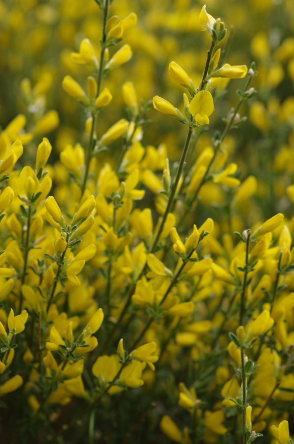 Genista cinerea subsp ausetana