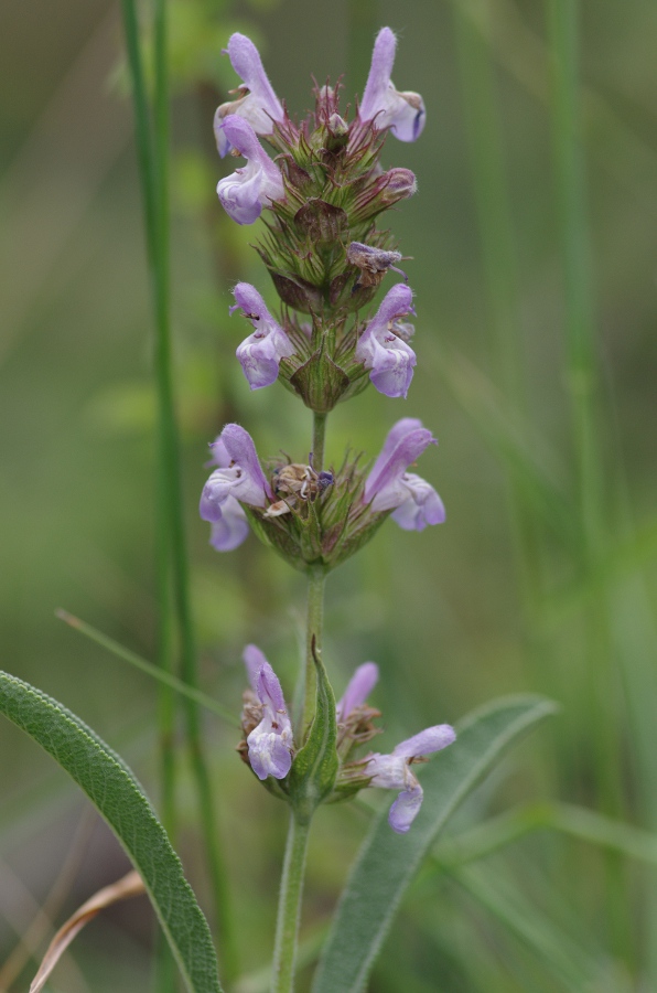 Salvia lavandulifolia