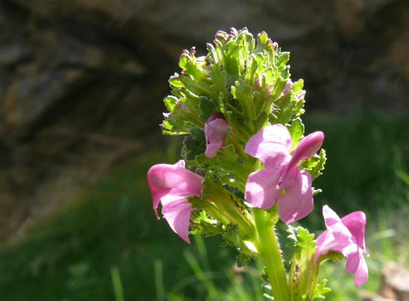 pedicularis pyrenaica.jpg