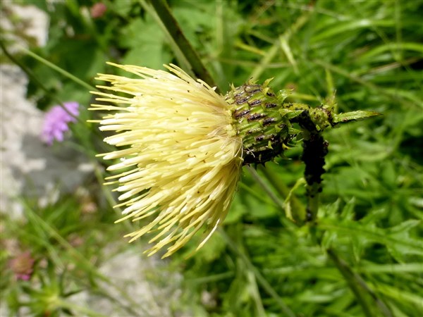 C. erisithales