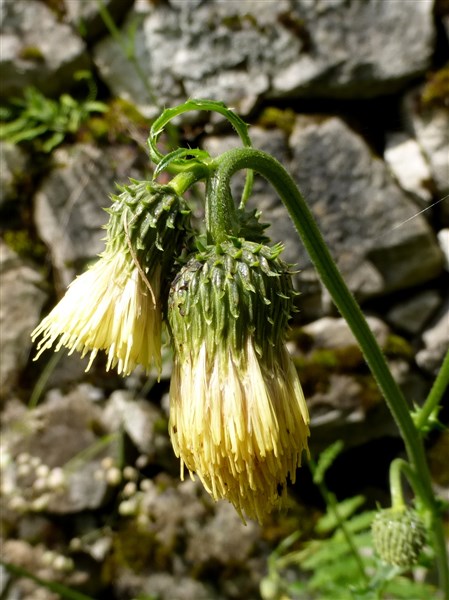 Cirsium erisithales